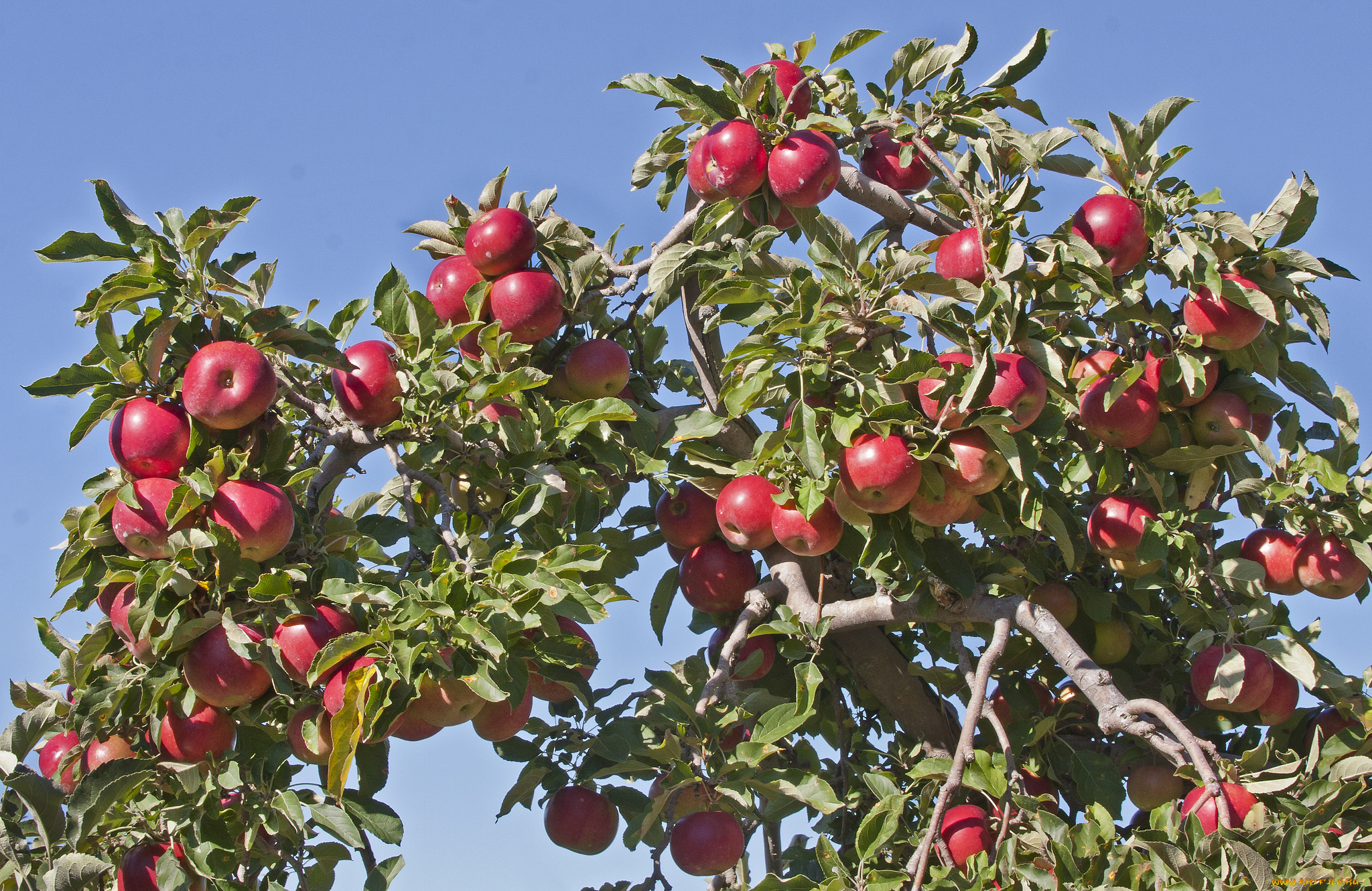 Одиночное дерево яблоня с плодами